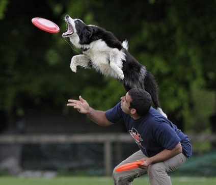 Un sport real! Frisbee Dog