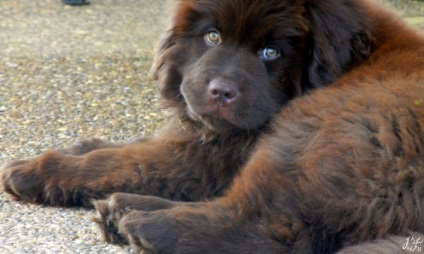 Newfoundland - hírek állatokról, ritka állatokról és mitikus állatokról