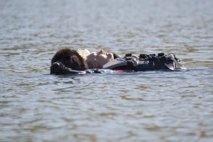 Newfoundland - știri despre animale, animale rare și animale mitice