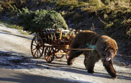 Newfoundland - știri despre animale, animale rare și animale mitice