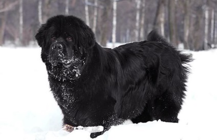 Newfoundland - știri despre animale, animale rare și animale mitice