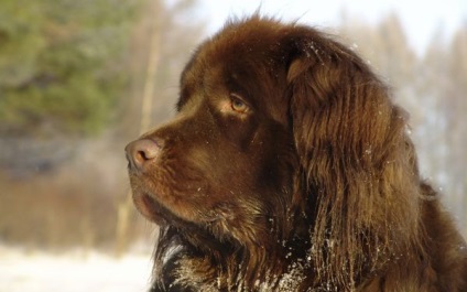 Newfoundland - hírek az állatokról, ritka állatok és mitikus állatok