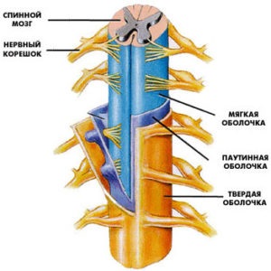 Shells din creierul uman și măduva spinării, spațiul interobsal, subdural