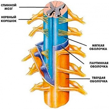 Shells din măduva spinării, structura anatomică, funcții, tratamentul inflamației straturilor