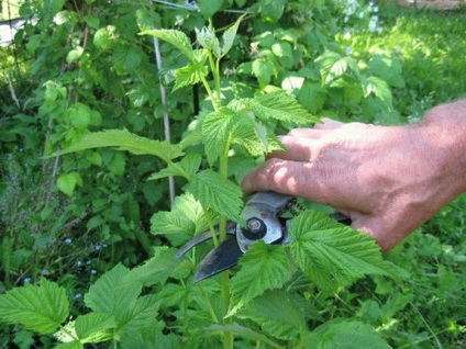 Tunderea mașinilor, uneltelor pentru tufișuri de grădină