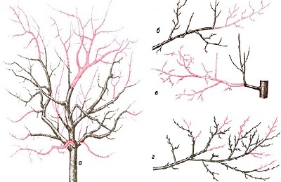 Pruning prune vara si toamna pentru a forma coroana la incepatori