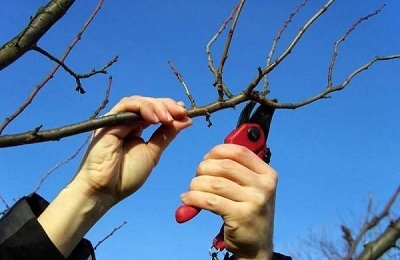 Pruning prune vara si toamna pentru a forma coroana la incepatori