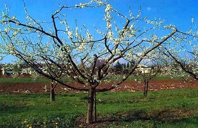 Pruning prune vara si toamna pentru a forma coroana la incepatori