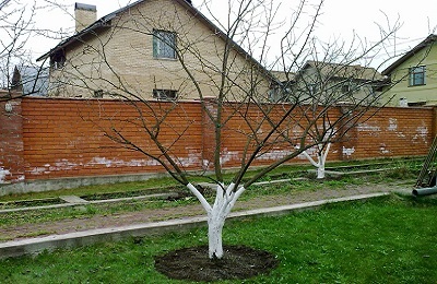 Pruning prune vara si toamna pentru a forma coroana la incepatori