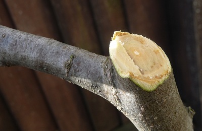 Pruning prune vara si toamna pentru a forma coroana la incepatori