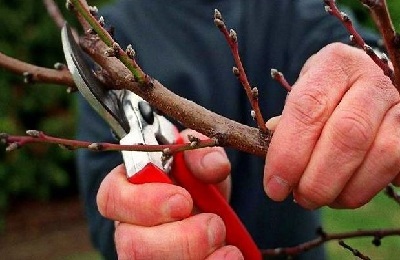 Pruning prune vara si toamna pentru a forma coroana la incepatori