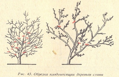 Pruning prune vara si toamna pentru a forma coroana la incepatori