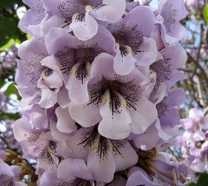 Informații generale despre paulownia