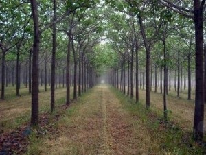 Informații generale despre paulownia