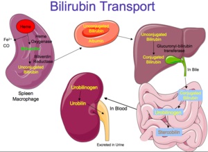 Bilirubina totală este crescută ceea ce înseamnă, etapele metabolismului și norma în sânge