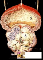 Descrierea momentelor cheie ale terapiei ortomoleculare pentru adenomul de prostată