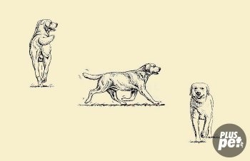 Descrierea rasei labrador retrievers