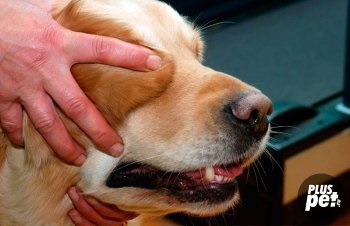 Descrierea rasei labrador retrievers