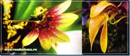 Orchid bulbophyllum-îngrijire pentru aceste flori și o listă a mirosurilor lor, un site despre gradina, cabana și de interior