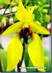 Orchid bulbophyllum-îngrijire pentru aceste flori și o listă a mirosurilor lor, un site despre gradina, cabana și de interior