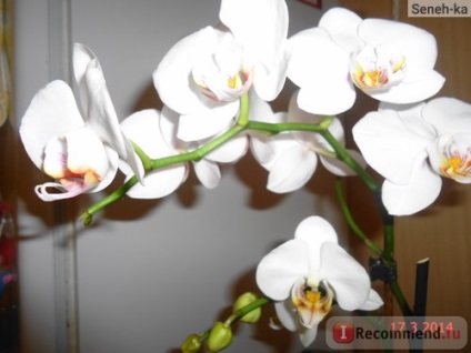 Phalaenopsis orhidee - 