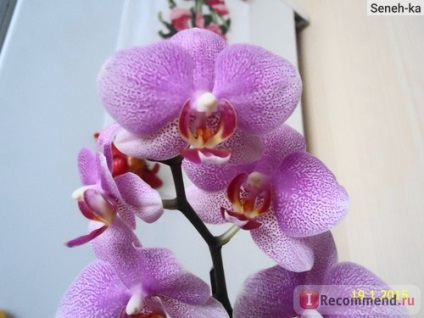 Phalaenopsis orhidee - 