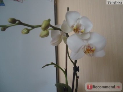 Phalaenopsis orhidee - 