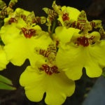 Orchid oncidium de îngrijire la domiciliu, ce să faci dacă se lasă uscat, cum să plantezi un copil,