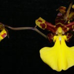 Orchid oncidium de îngrijire la domiciliu, ce să faci dacă se lasă uscat, cum să plantezi un copil,