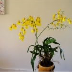 Orchid oncidium de îngrijire la domiciliu, ce să faci dacă se lasă uscat, cum să plantezi un copil,