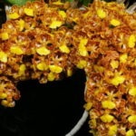 Orchid oncidium de îngrijire la domiciliu, ce să faci dacă se lasă uscat, cum să plantezi un copil,