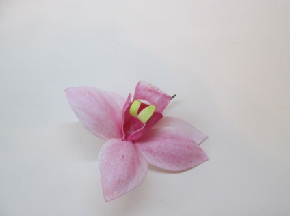 Cymbidium orhidee din clasa master-spiridirană cu fotografii pas cu pas, clasă master de la fameirana