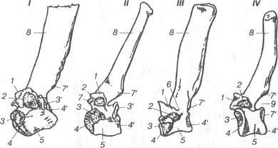 Caracteristici ale structurii anatomice a oaselor animalelor de sacrificare