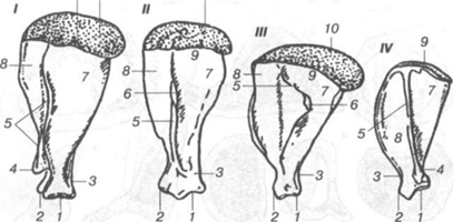 Caracteristici ale structurii anatomice a oaselor animalelor de sacrificare