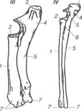 Caracteristici ale structurii anatomice a oaselor animalelor de sacrificare