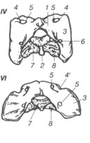 Caracteristici ale structurii anatomice a oaselor animalelor de sacrificare