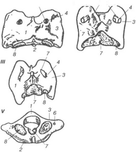 Caracteristici ale structurii anatomice a oaselor animalelor de sacrificare