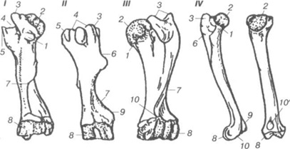 Caracteristici ale structurii anatomice a oaselor animalelor de sacrificare