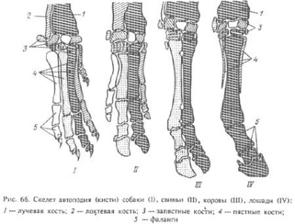 Caracteristici ale structurii oaselor zigopodice ale animalelor (partea 2) - totul despre medicina veterinară