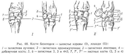 Caracteristici ale structurii oaselor zigopodice ale animalelor (partea 2) - totul despre medicina veterinară