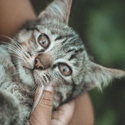 Mérgezés a macskák, a tünetek, elsősegély - szól macskák és macskák szeretettel