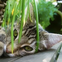 Otrăvire la pisici, simptome, primul ajutor - totul despre pisici și pisici cu dragoste