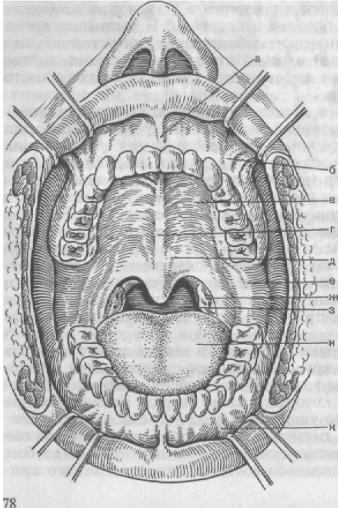 Evaluarea membranei mucoase a gurii - stomatologie ortopedică, examinare și