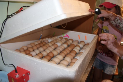 Petéből csaj Habarovszk iskolások termesztik inkubátorban csirke, Vosztok-MEDIA