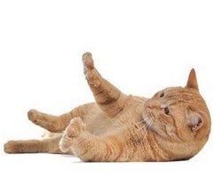 Recenzii despre kogtsprey - un spray unic pentru pisici