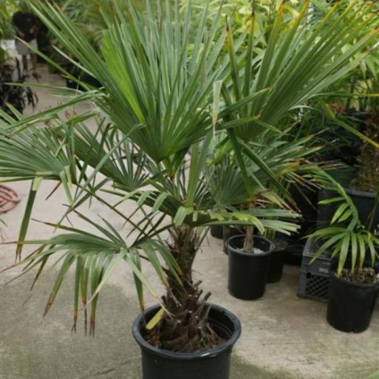 Palma trachicarpus fotografie, îngrijire și în creștere din semințe