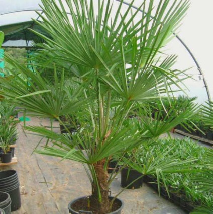 Palma trachicarpus fotografie, îngrijire și în creștere din semințe