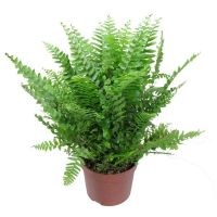 Fern de nefrolep