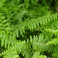 Fern de nefrolep