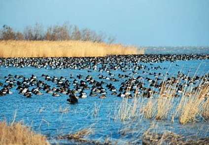 Parcul Camargue